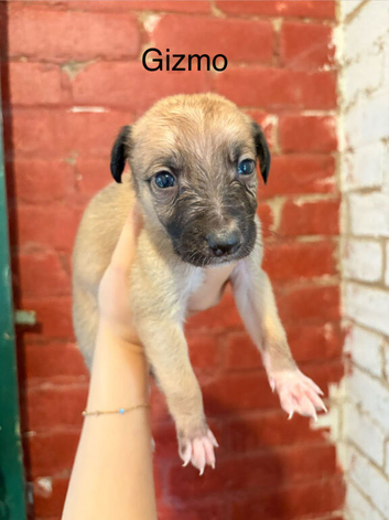 Whippet x collie pups
