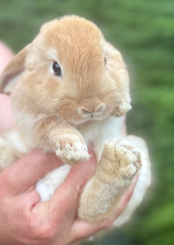 Pure bred mini lop - ready now