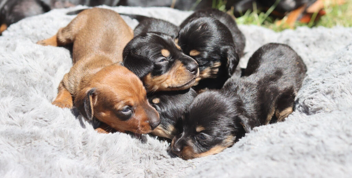 Miniature Dachshund Puppies