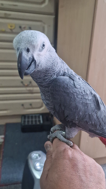 Super silly tame yang parrot
