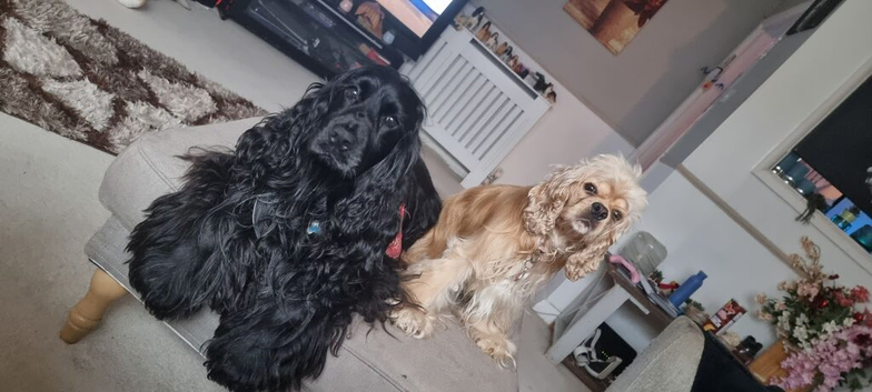 American/English show cocker spaniels