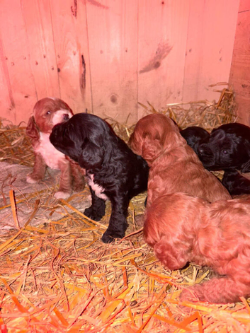Exceptional Black Female Cocker Spaniel Puppy &ndash; Kennel Club Quality