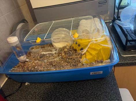 4 month old hamster