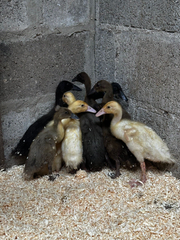 Indian Runner Ducklings