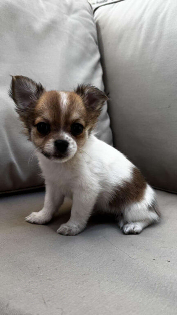 6 Beautiful 3/4 chihuahua 1/4 pomeranian puppies