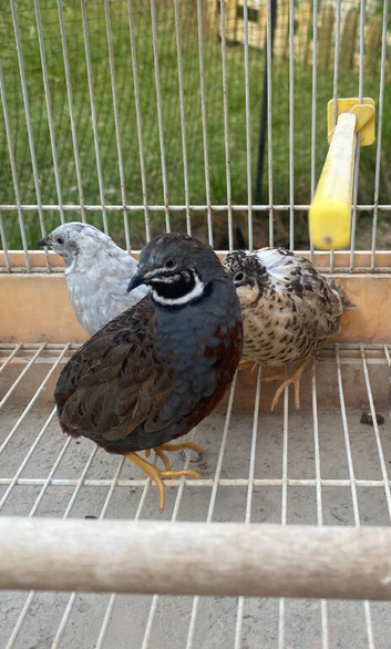 Painted quail( male)