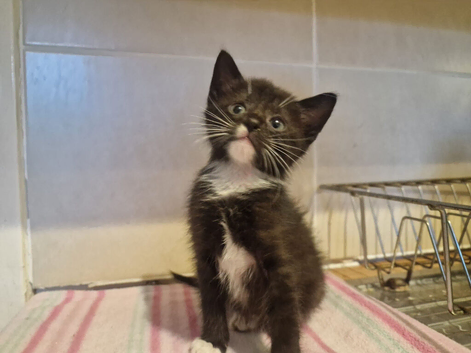 Ready for loving forever homes <3