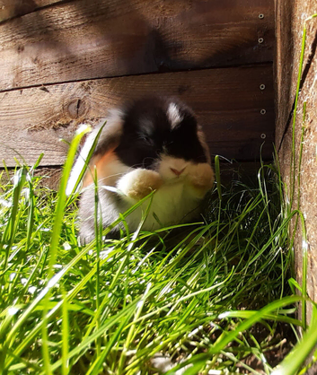 Gorgeous Mini Lops