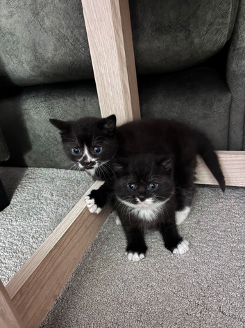 Black and grey fluffy kittens