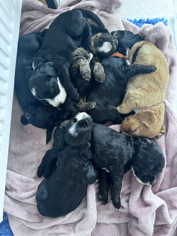 Cockapoo puppies