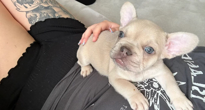 ADOREABLE FRENCHIES PUPPIES