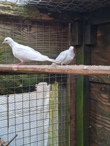 Java doves