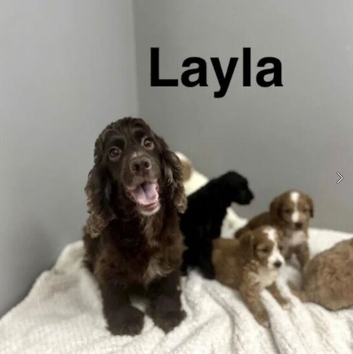 Layla cockapoo boys ready for family now