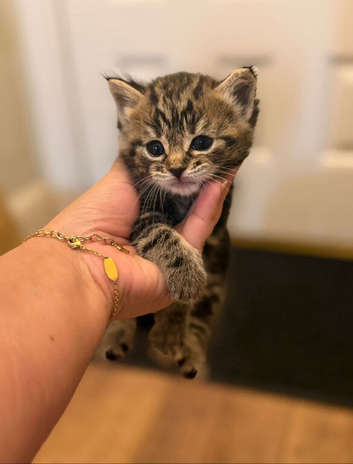 Kittens cute