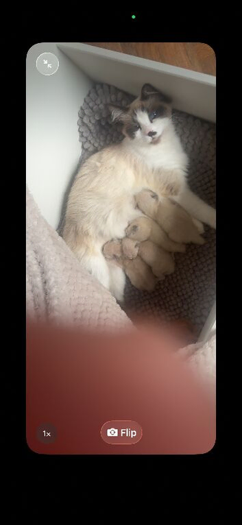 Beautiful ragdoll babies