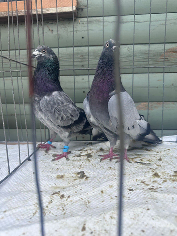 Pigeons
