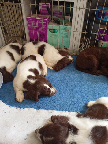 6 English springer spaniel pups
