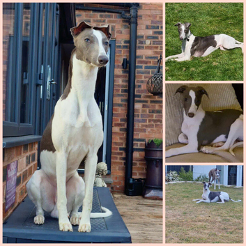 Proven Whippet 3 years old for stud