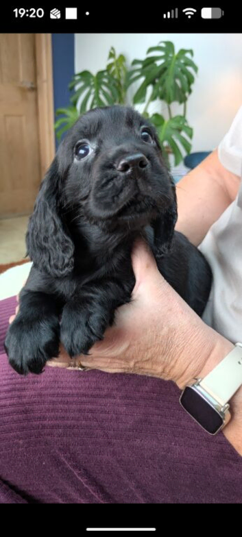 **READY NOW** Cocker Spaniel Puppies
