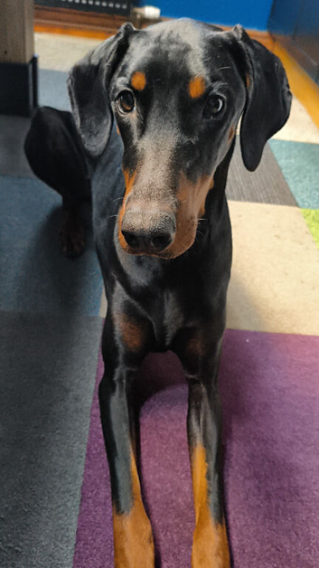 Doberman male needing new home