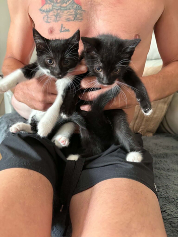 Two beautiful girl kittens for sale