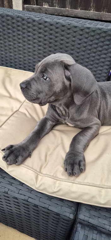 Cane corso