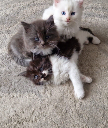 Fluffy kittens for sale