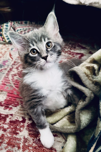 Maine Coon x  Ragdoll kittens from pedigree, purebred parents.