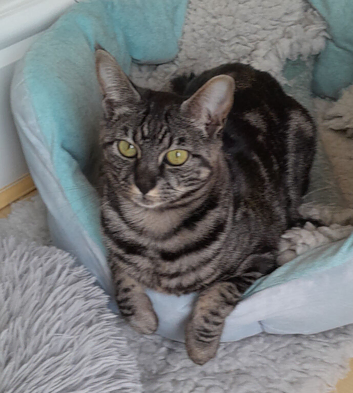 Gentle F4 TICA Registered Full Pedigree girl cat Reduced in price
