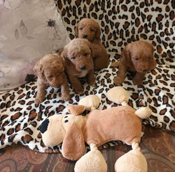 F1B GOLD MINIATURE LABRADOODLES FROM 5* LICENCED BREEDER