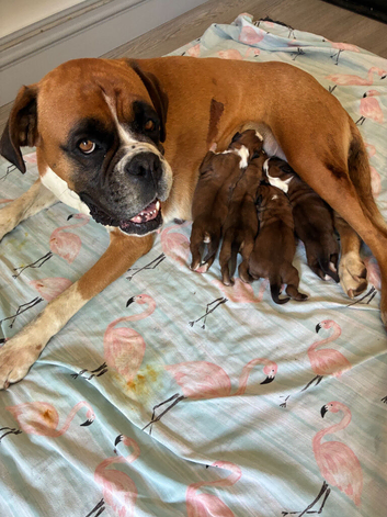 Boxer puppies KC registered - family home!