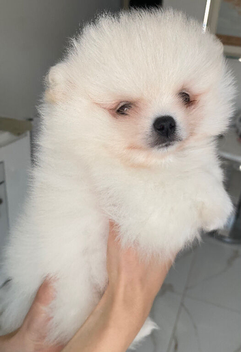 SNOW WIHTE POMERANIAN FOR SALE