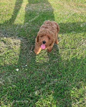 Cavapoo puppy