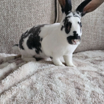 Mini rex male