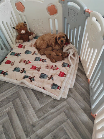 F1B CAVAPOO PUPPY'S DNA HEALTH TESTED PARENTS AND GRANDPARENTS