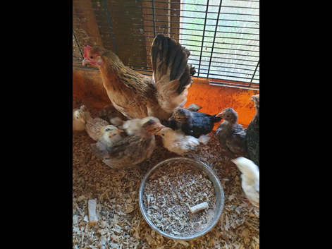 For sale serama x pekin bantams
