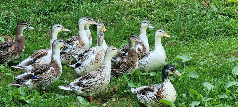 Miniature Silver Appleyard Ducks for sale