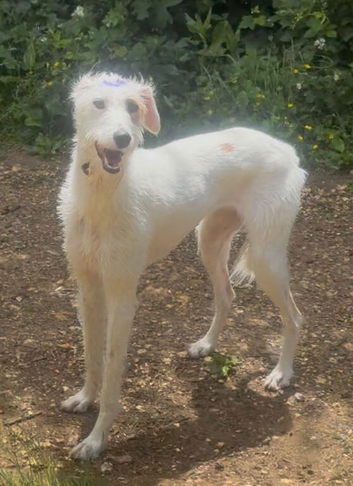 Female  Lurcher