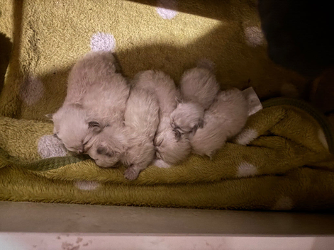 6 grey mitted ragdolls