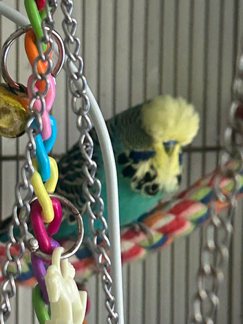 Semi tame English exhibition male  budgie
