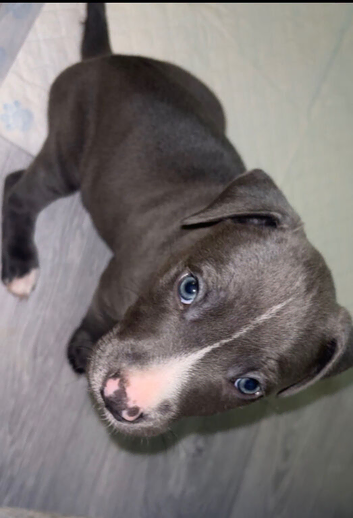 Blue staffy pup