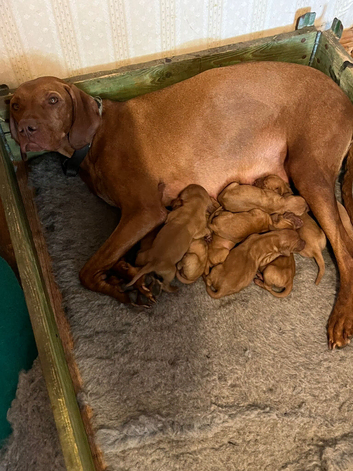 Hungarian Viszla puppies for sale
