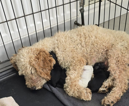 Cockapoo puppies