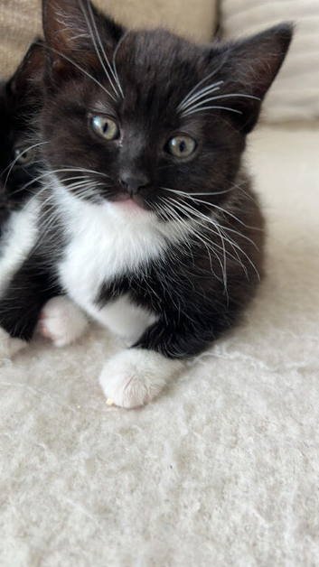 A lovely kitten girl is looking for a  new home.