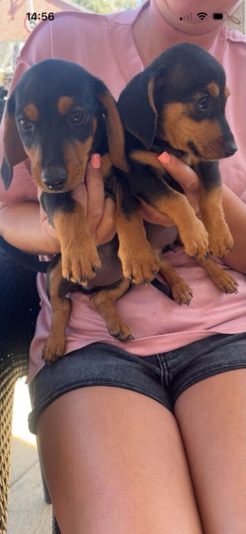 Dachshund cross jack russell