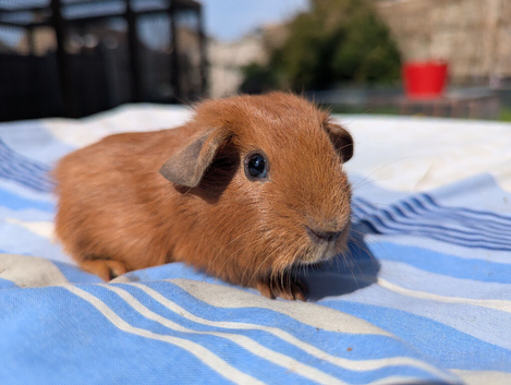 Purebred golden guinea pigs