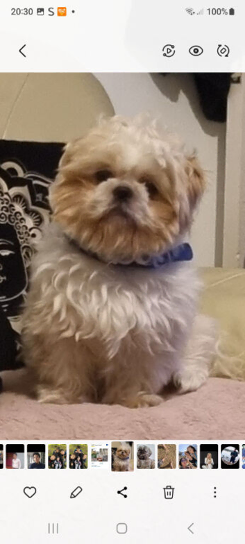 Shih tzu