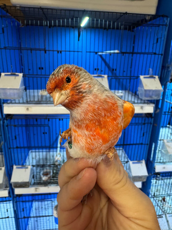 Red mosaic agate cock