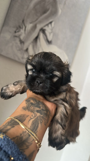 Shih-poo