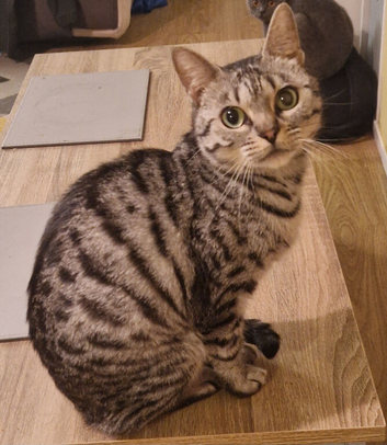 3 year old Bengal female